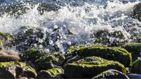 Fotografía del proyecto Foco_Mediterránea, realizada por Claudia Ripoll Martínez (2012), titulada Fusión forzada. Se visualiza la espuma provocada por el mar al chocar con piedras cubiertas de algas verdes en un día mediterráneo soleado. 
